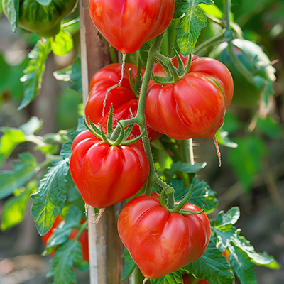 Plants de tomates Coeur de Boeuf en pleine croissance dans un jardin écologique - variété de tomate savoureuse.